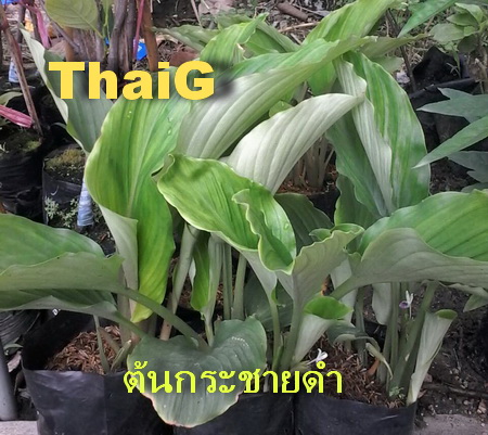 ต้นกระชายดำ Black Galingale