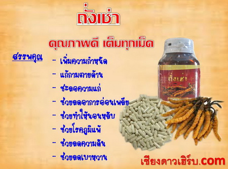 ถั่งเช่า แคปซูล ราคาส่ง