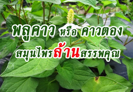 พลูคาวสรรพคุณมหัสจรรย์