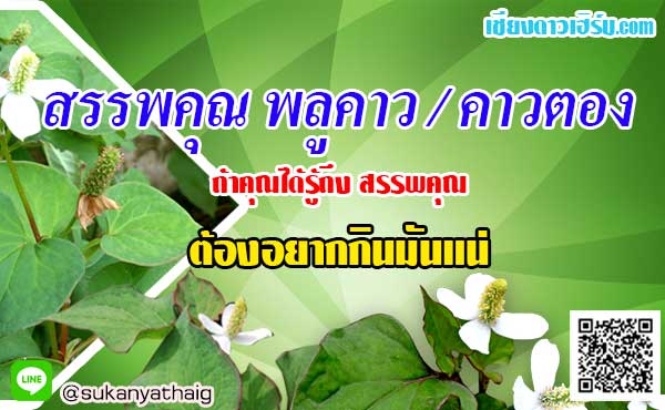 สรรพคุณพลูคาว คาวตอง สมุนไพรต้านมะเร็งและแก้น้ำเหลืองเสีย