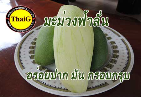 มะม่วงฟ้าลั่น ผลใหญ่เนื้อมะม่วงกรอบรสชาติมันค่ะ