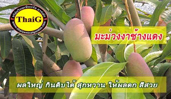 ผล มะม่วงงาช้างแดง หงษ์เซ๊ยงหยา มะม่วงไต้หวัดรสชาติดีค่ะ