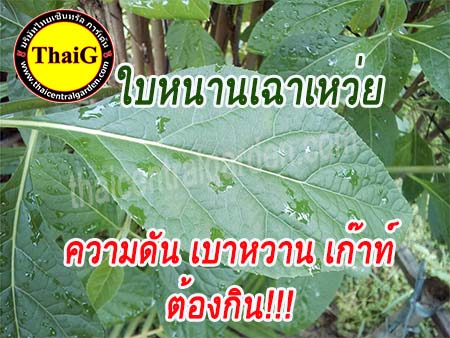 ใบ ต้นหนานเฉาเหว่ย