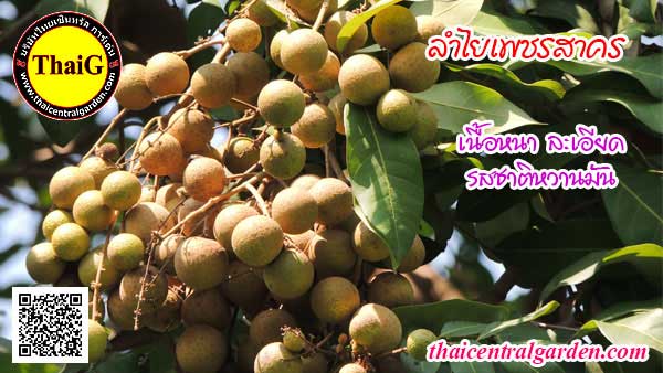 ผลลำไยเพชรสาคร ลำไยเนื้อหนาหวานหอม
